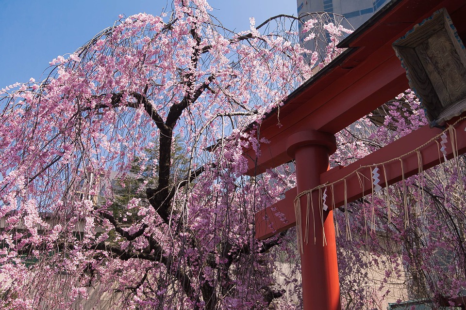 赤い鳥居と枝垂れ桜