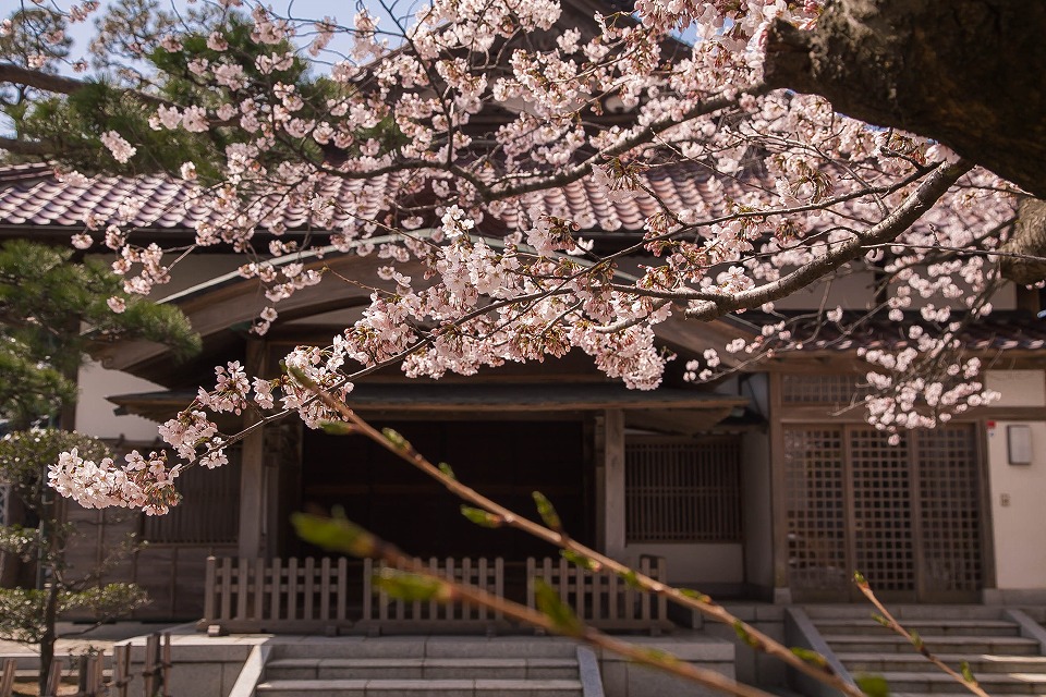 桜と正福寺
