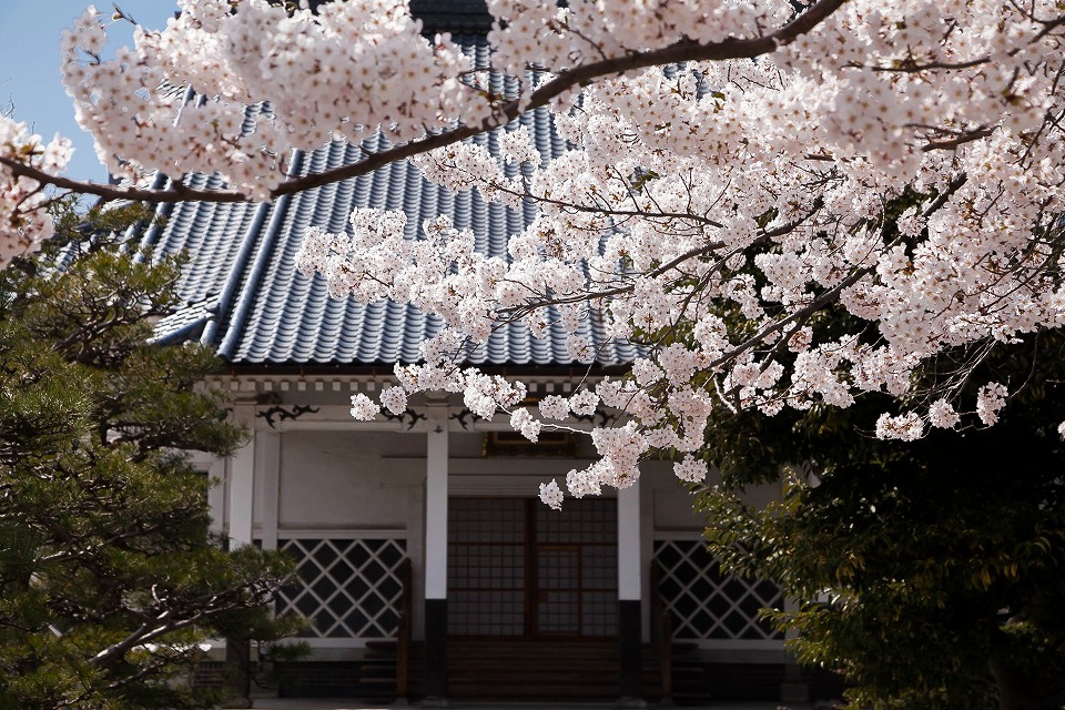 なまこ壁の正福寺本堂と桜