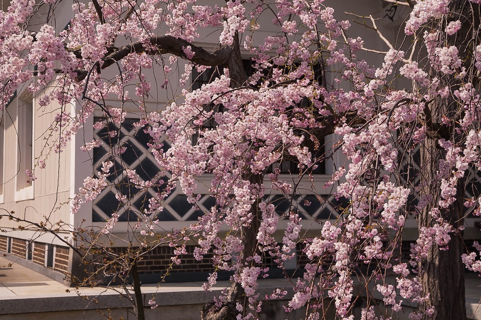 西堀通正福寺なまこ壁と桜