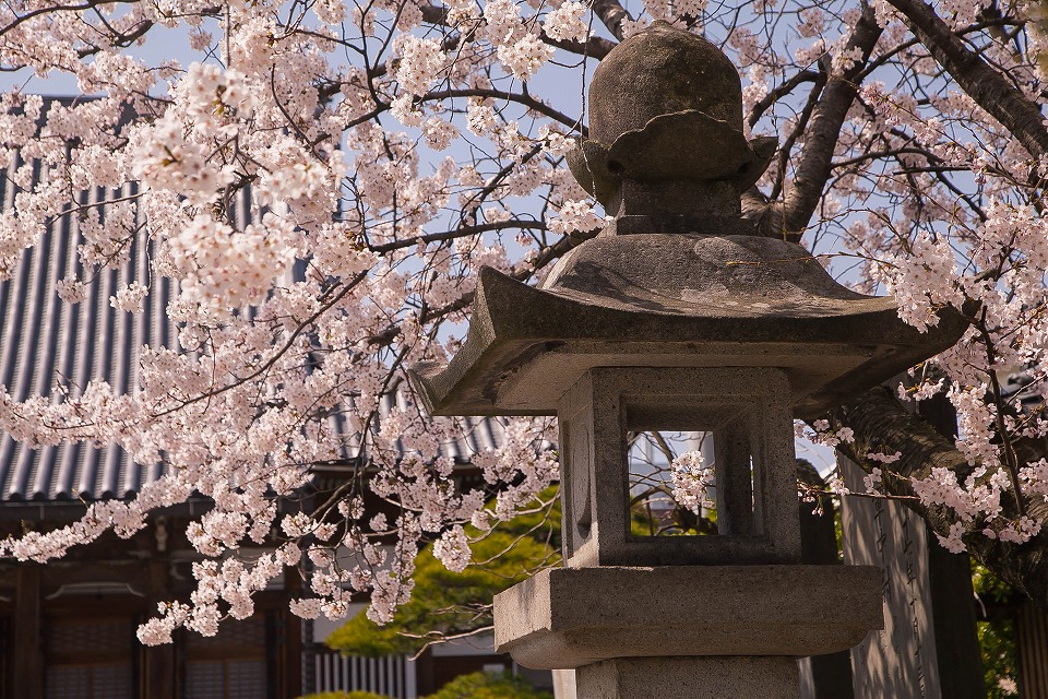 超願寺の桜