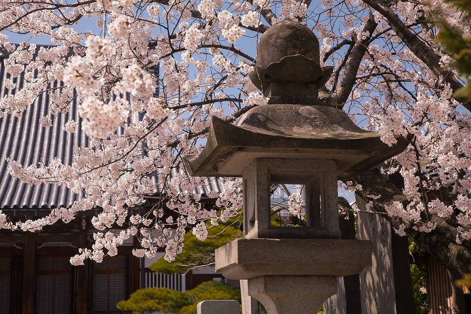 超願寺の石灯篭と桜