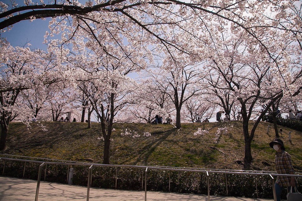 白山公園の桜
