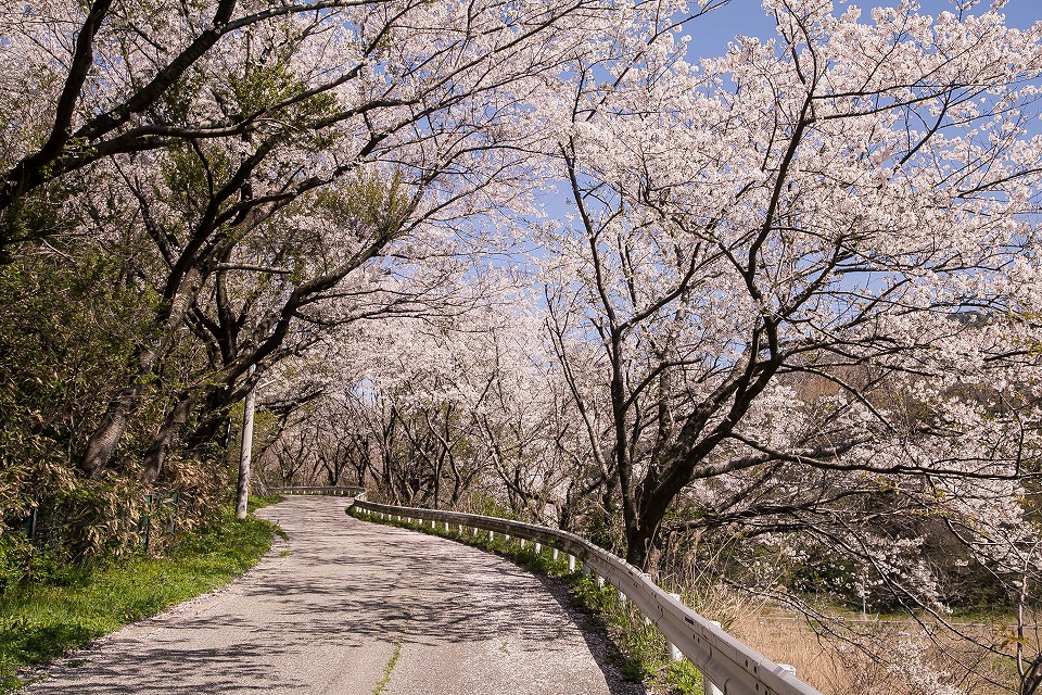 旧桑川小学校への坂道と桜