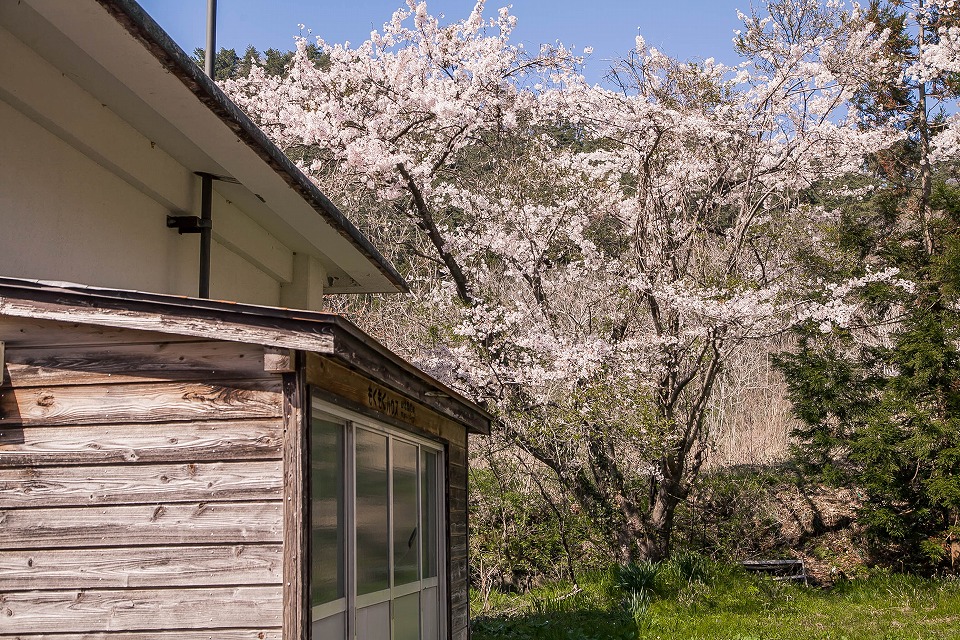 旧桑川小学校裏の桜