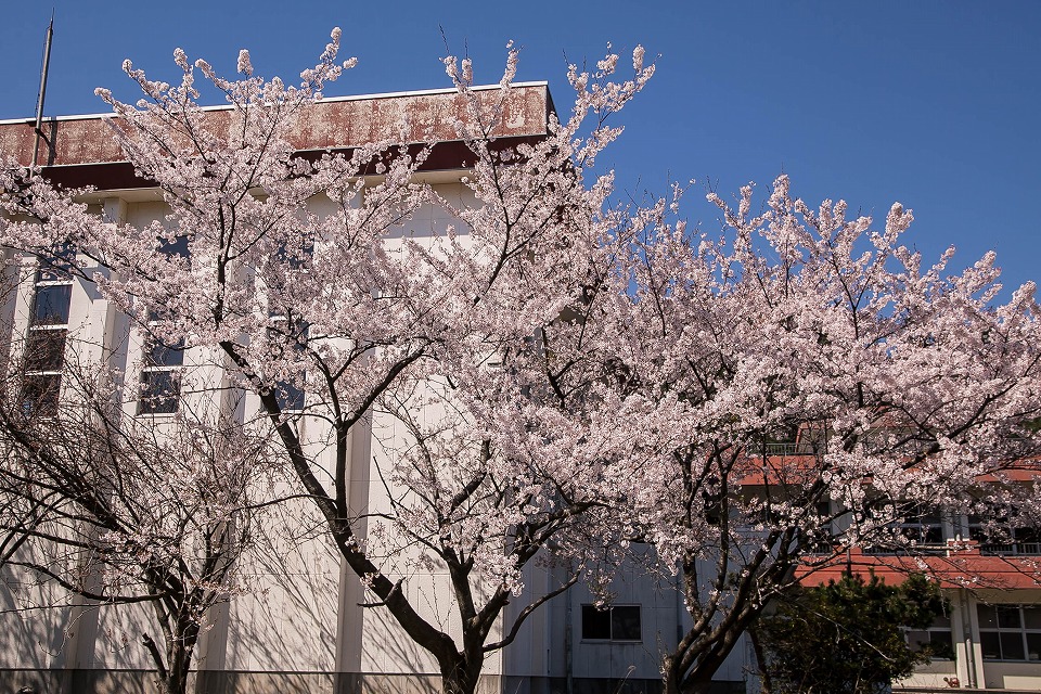 村上市旧桑川小学校校庭の桜