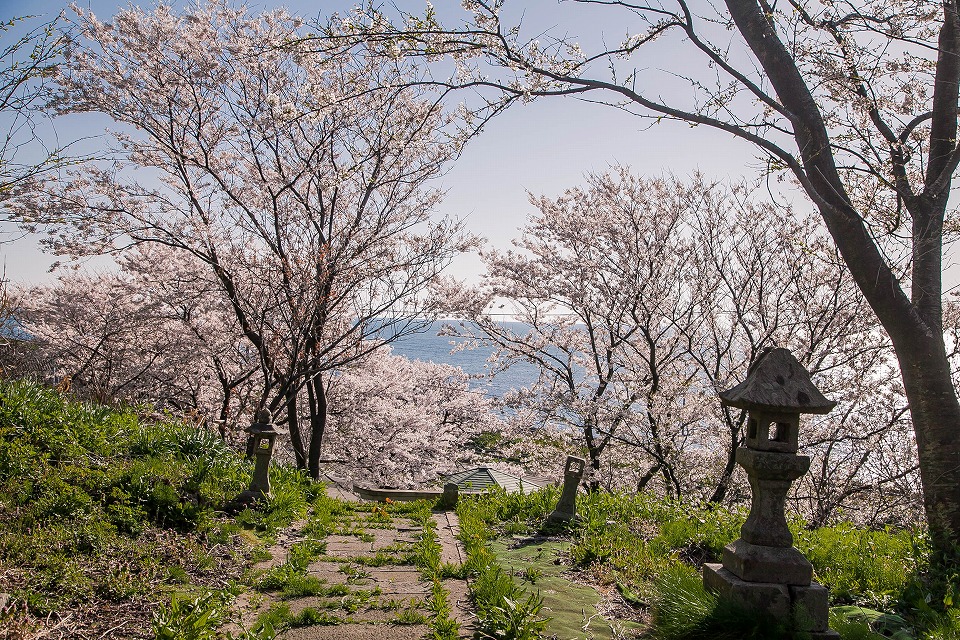 伊須流義岐神社から桜と日本海
