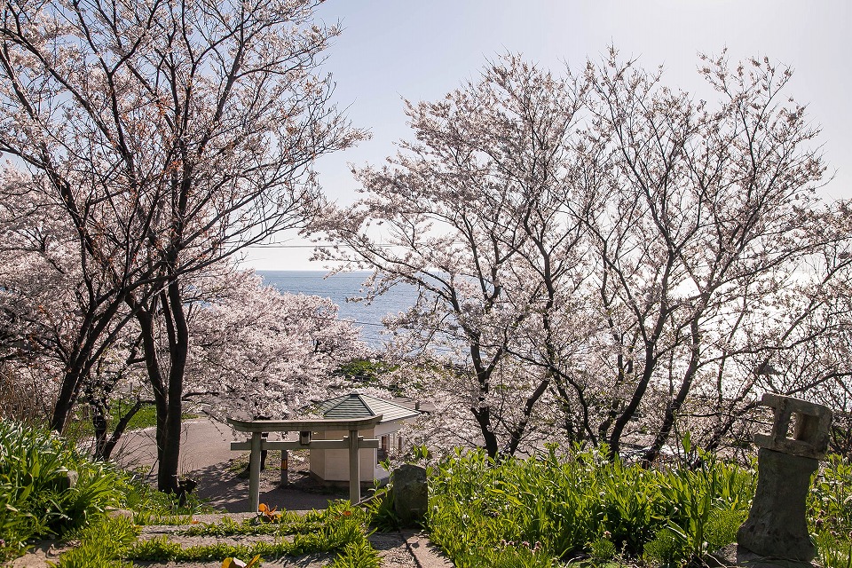 桜と日本海