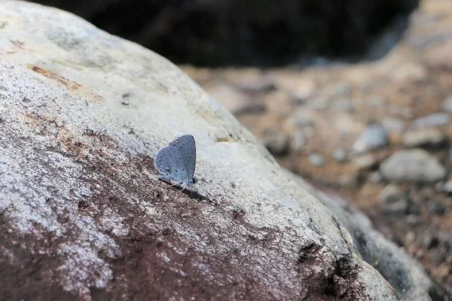 登川縁の岩に羽を休めるシジミ蝶