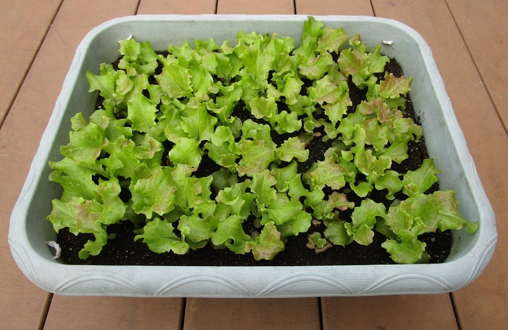 220413sunny-lettuce