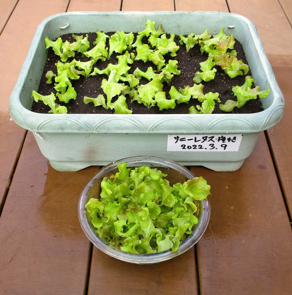220413sunny-lettuce2