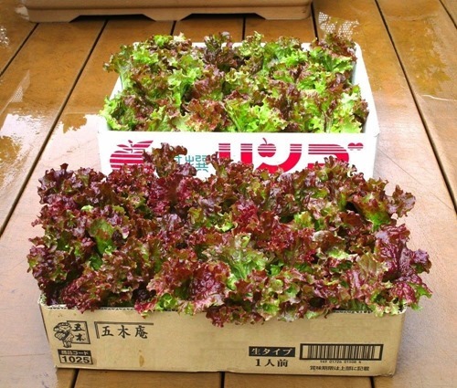 220420sunny-lettuce2