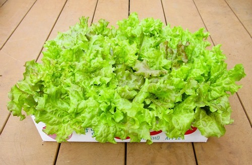 220511sunny-lettuce2