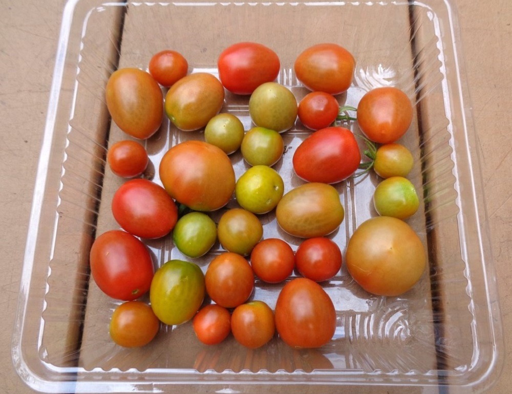 220710mini-tomato