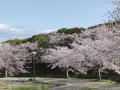 桜　2022-3