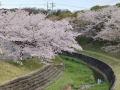 桜　2022-5