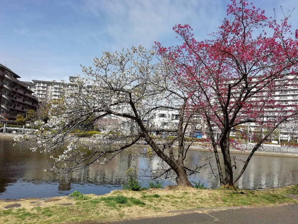 新左近川親水公園の桜