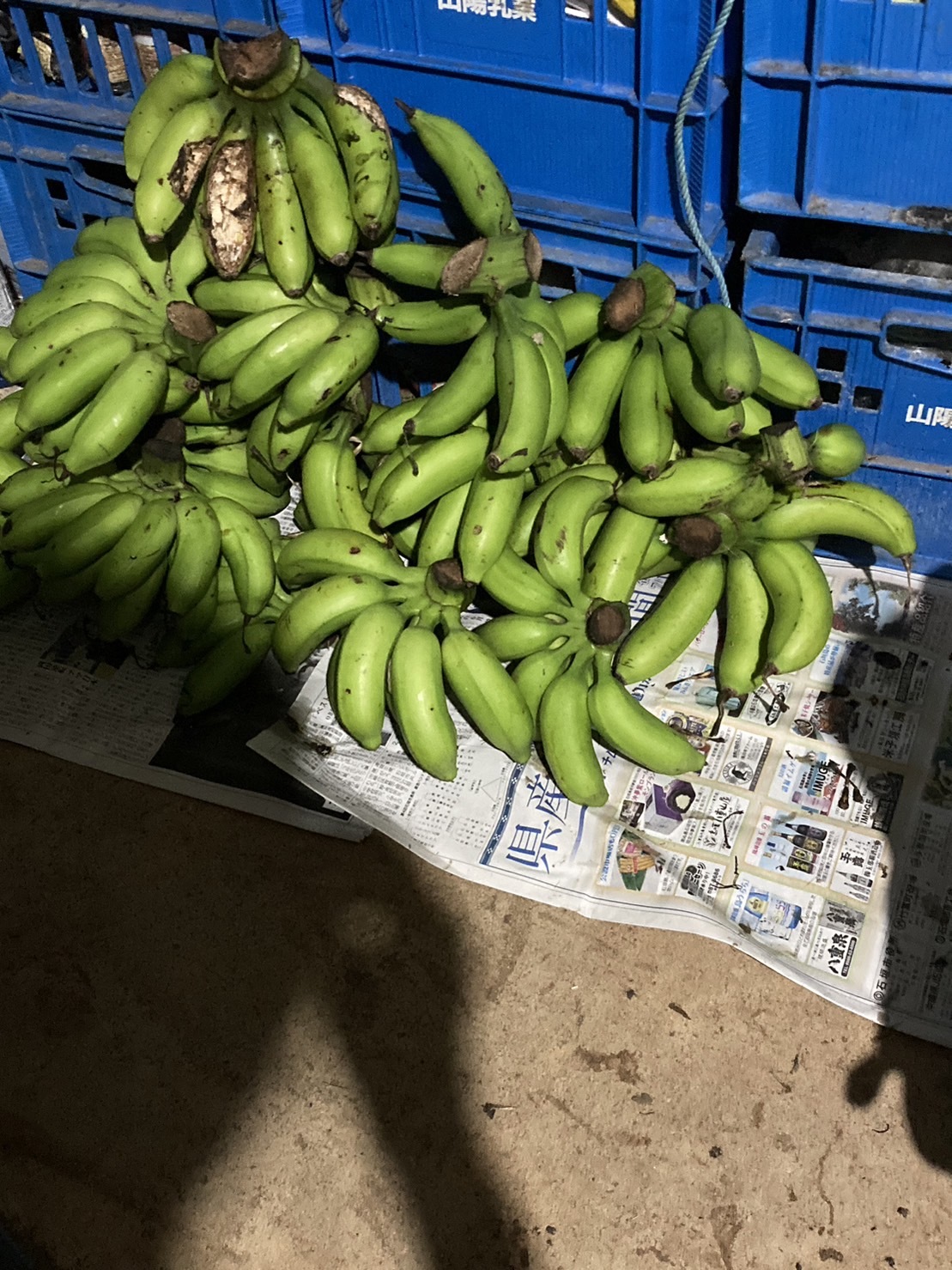 青いバナナ