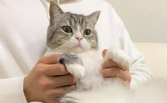 【悲報】日本一の猫系YouTuberさん「もちまるが入院しまーす！！ 」
