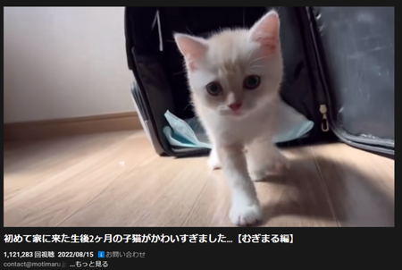 【悲報】No1猫系YouTuberさん、案の定、新しい猫をだして炎上ｗｗｗｗ