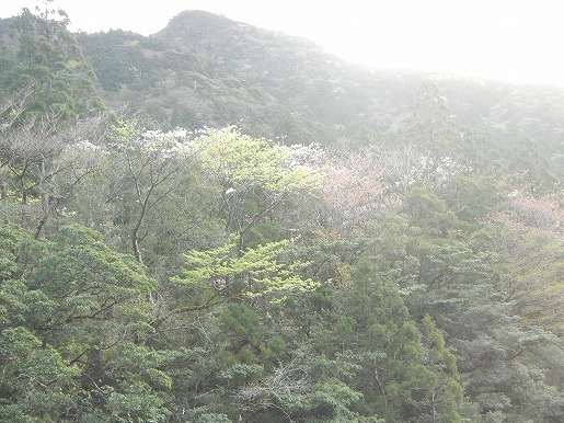 20220328縄文杉-5